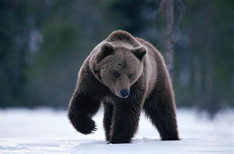Der letzte Ötscherbär: Schlaf gut „einsamer Moritz“ - WWF Österreich