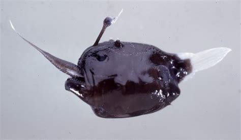 Melanocetus Johnsonii Black Seadevil Anglerfish ペリカンアンコウ アンコウ ペリカン