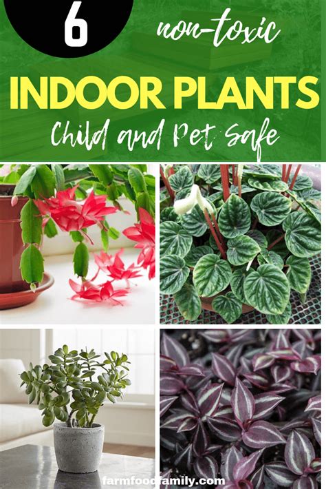 Child And Pet Safe Houseplants 6 Non Toxic Indoor Plants