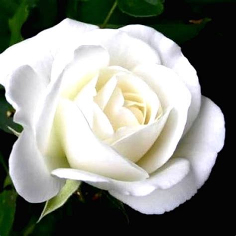 Gambar bunga mawar putih dalam vas bunga bunga flores floral dan rosas, image source: Gambar Bunga Mawar Putih | Harian Nusantara