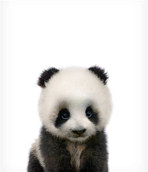 Baby Panda Print Wildlife Print Nursery Animal Prints The