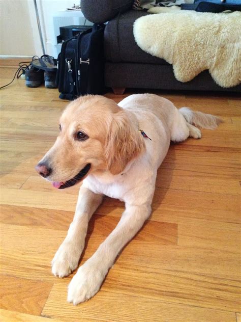 Depending on the puppy's bloodline and heritage, after this time, the coat may begin to turn into long hair. DAISY PARKER - GOLDEN RETRIEVER PUPPY: Summer Haircut