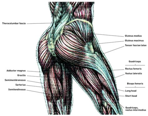 These include the iliopsoas muscle. How to make square buttocks more round - Quora