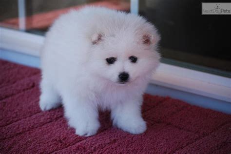 Meet Female A Cute American Eskimo Dog Puppy For Sale For 1200 Zoey