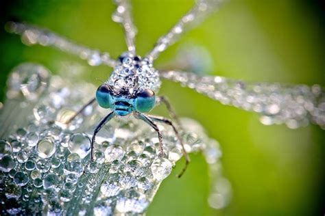 Stunning Macro Photographs Of Insects Glowing In The Morning Dew