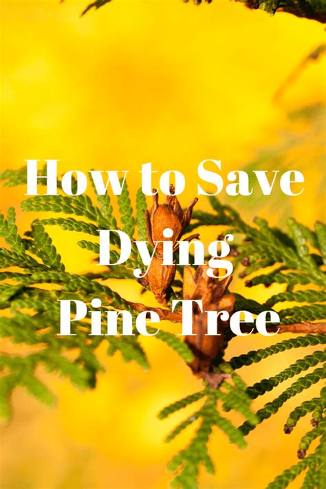 How To Save Dying Pine Tree