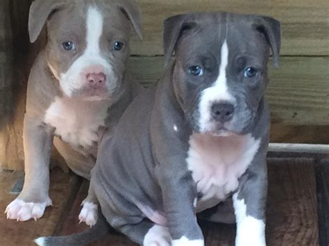 Pit bulls puppies for sale. American Pit Bull Terrier Puppies For Sale | Los Angeles ...