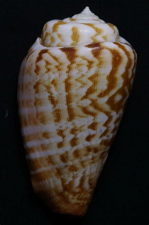 Edspal Shell Strombus Luhuanus 69mmF Nice Spots Conchology Sea