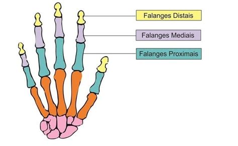Huesos De La Mano Función Nombres Y Ubicación Anatomía
