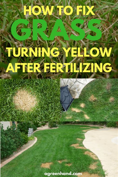 How To Fix Grass Turning Yellow After Fertilizing A Green Hand