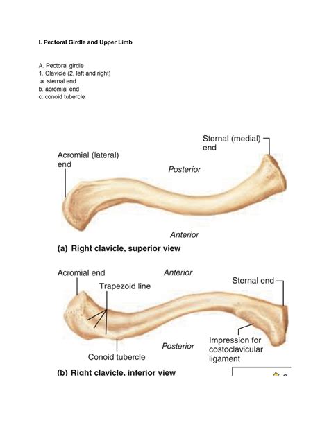 Appendicular Skeleton I Pectoral Girdle And Upper Limb A Pectoral
