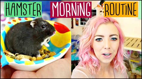 Morning Hamster Routine How To Take Care Of A Hamster During The Day