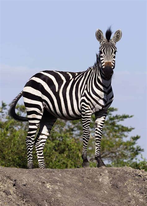 60 Zebra Facts For Animal Lovers And Africa Travelers All 3 Species
