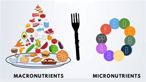 Micronutrients are nutrients required by humans in small quantities to orchestrate a whole range of physiological functions; Intro to Nutrition #2: Macronutrients vs Micronutrients ...