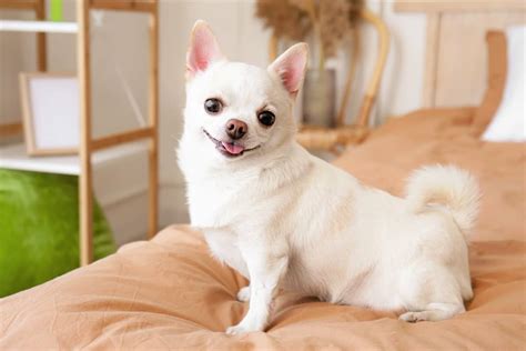 White Chihuahua The Quintessential Supreme Toy Dog