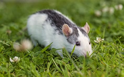 Grey And White Rodent On Grass Hd Wallpaper Wallpaper Flare