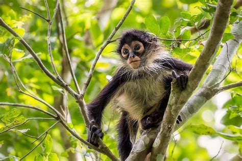 Baby Spider Monkey In The Punta Laguna Reserve In The Mexican Yucatan