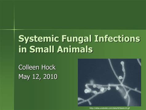 Ppt Systemic Fungal Infections In Small Animals Powerpoint