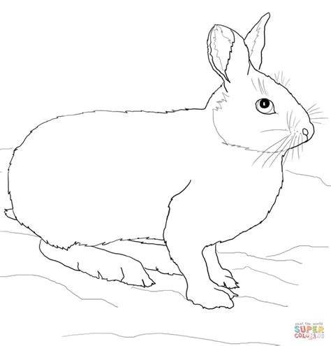 Snowshoe Hare Or Rabbit Coloring Page Free Printable