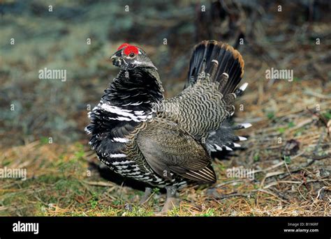 Adult Male Spruce Grouse Falcipennis Canadensis Displaying On Its