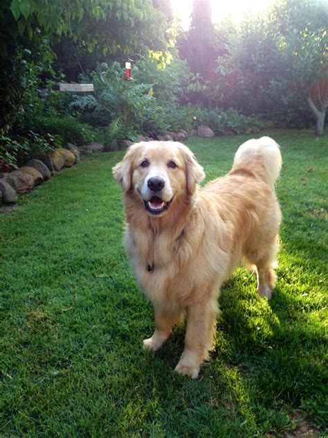 Visit us to know more! Happy Dog - Show me a Golden that isn't happy!! | Happy dogs, Golden retriever, Cute dogs