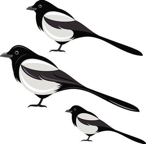 Magpie Clip Art Vector Images And Illustrations Istock