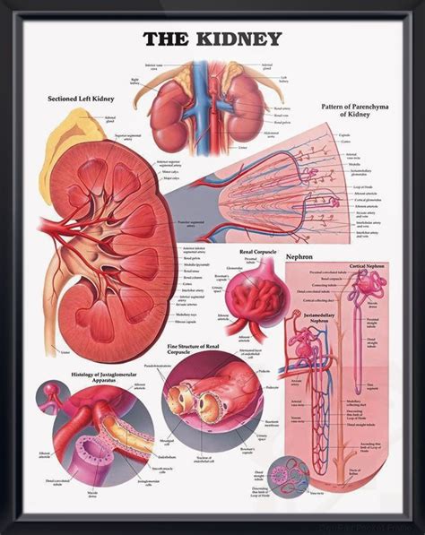 399 Best Images About Urinary System On Pinterest Loop Of Henle