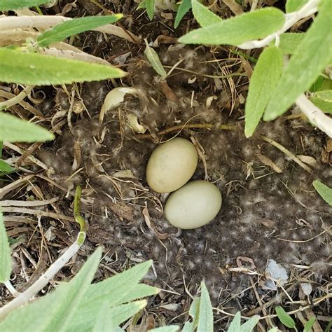 Mallard Duck Left Nest Thriftyfun