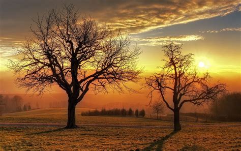 Tree In Sunset Wallpapers Wallpaper Cave