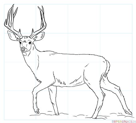 How To Draw A Mule Deer Step By Step Drawing Tutorials