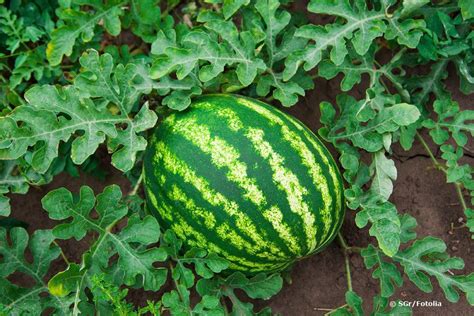 wassermelonen anbauen aussaat pflanzen und pflege anleitung wassermelone anbauen