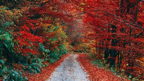 Download Wallpaper 1920x1080 Autumn Trail Foliage Fallen Full Hd
