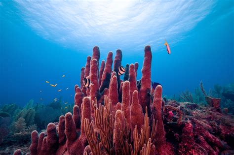 Scientists Discover Slimy Microbes That May Help Keep Coral Reefs