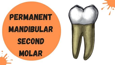 Permanent Mandibular Second Molar Tooth Morphology Made Easy Youtube
