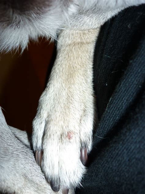 10 Year Old Pug Has Developed Different Kinds Of Bumps Over Last Two