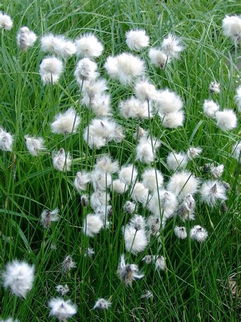 Eriophorum Vaginatum Scheidiges Wollgras Feengarten Wiesenblumen Gras