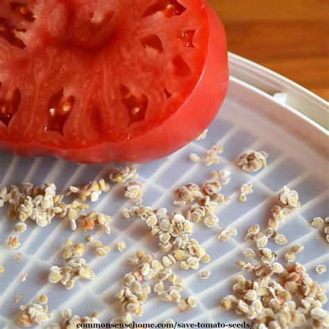 Checking The Viability Of Over Fermented Tomato Seeds Tips And Tricks