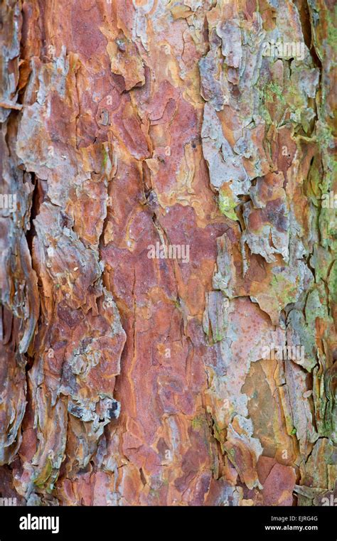 Pinus Pine Tree Bark Stock Photo Alamy