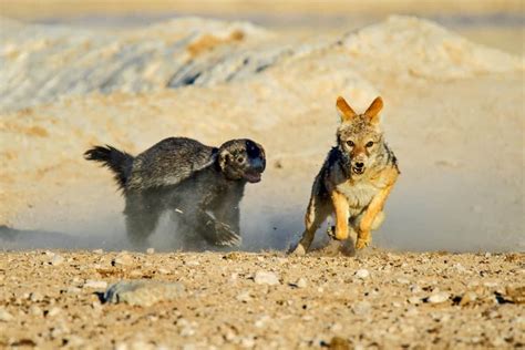 Honey Badger Vs Lion Who Would Win Animals Comparison