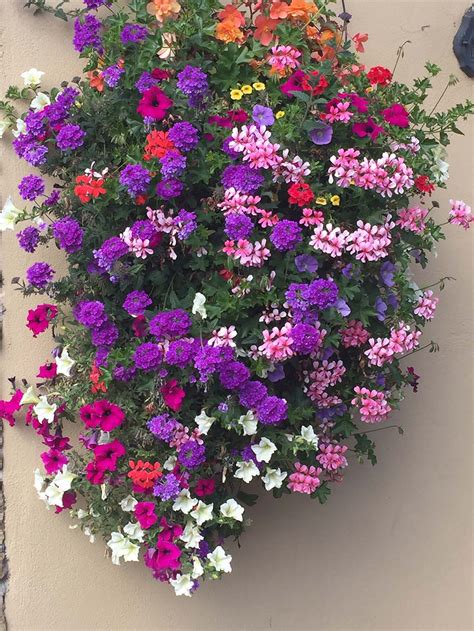 Hanging baskets, containers and flower pouches add a whole new dimension to. Hanging Baskets Of Flowers Ireland
