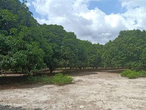 CABANGAN MANGO FARM FOR SALE 6 8hec