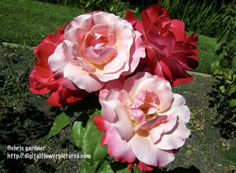 Digital Flower Hybrid Tea Rose ‘color Magic