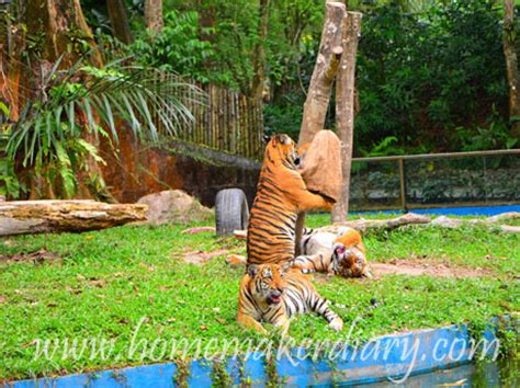 Stretching over 110 acres, the park gives you a unique chance to see more than 5137 specimen from 476 species of mammals, birds, reptiles, amphibians and fish. The Trip To Zoo Negara | A Homemaker's Diary