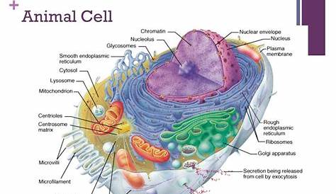 18 [PDF] A DIAGRAM OF ANIMAL CELL PRINTABLE DOWNLOAD ZIP DOCX - * Diagram