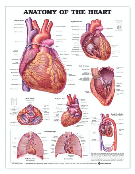 Reference Chart Anatomy Of The Heart