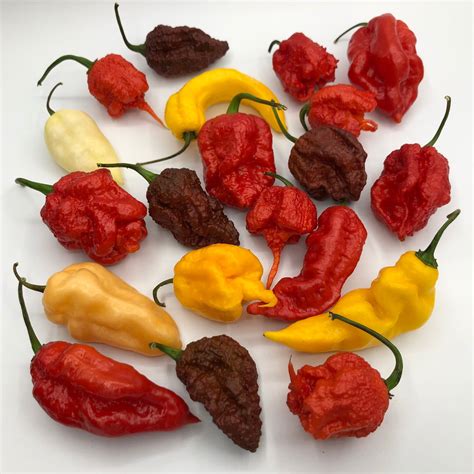 Best Sellers Super Hot Pepper Seed Combo Pack 12 Varieties Seeds