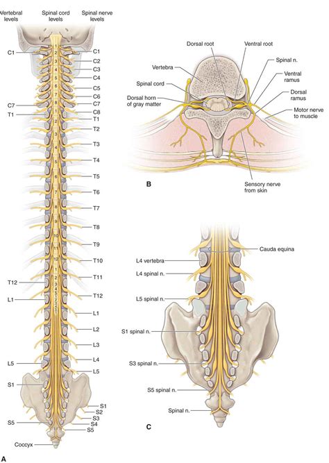 Spinal Nerves Spinal Nerves Anatomy Nerve Anatomy Spinal Cord Anatomy Images