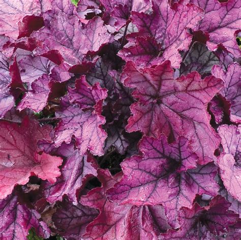Dazzling silvers with tints of rose purple that will leave you spellbound purple tones are more prominent in the spring HEUCHERA 'Spellbound' - Heuchère - Coral Bells - Jardins ...