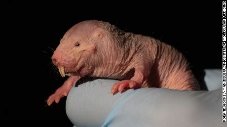 Naked Mole Rats The Mammal That Can Survive Without Oxygen CNN