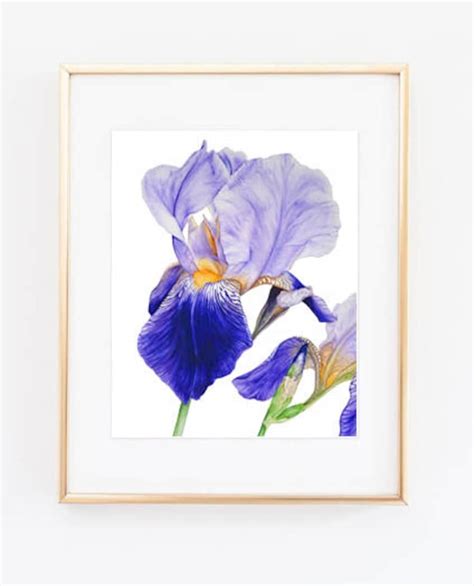 Purple Iris Botanical Print Botanical Illustration Wall Art Etsy